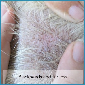 Blackheads and Fur Loss in Dogs