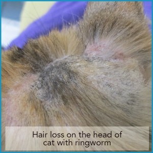 Hair loss on the head of a cat with ringworm