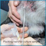 Plucking hairs for culture sample of ringworm