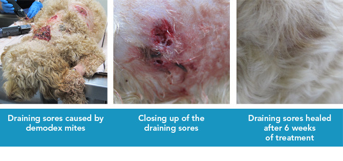 how to treat demodex mites in dogs