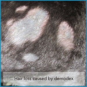 Hair loss caused by demodex mites