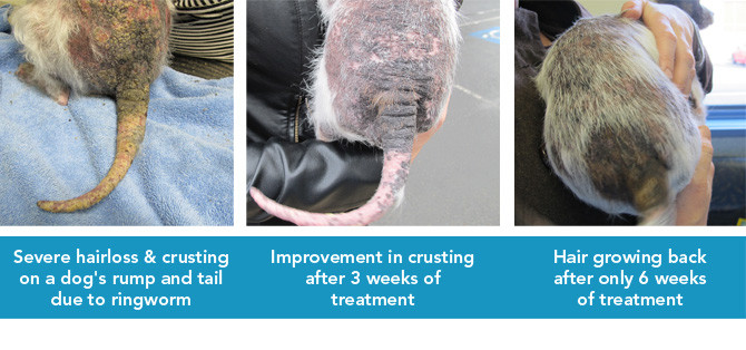 Ringworm treatment in dogs and cats - before and after pictures