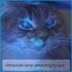 Ultraviolet lamp to detect fungus