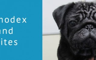 Demodex and Mites in Dogs