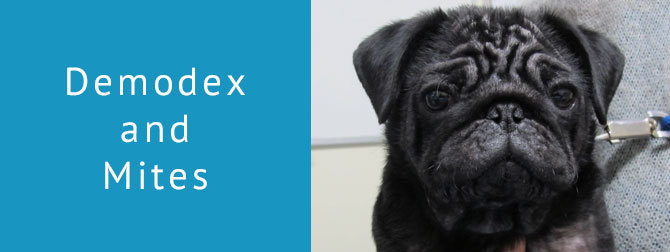 Demodex and Mites in Dogs