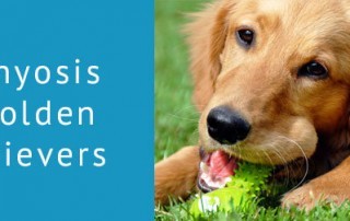 Ichthyosis in Golden Retrievers