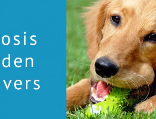 Ichthyosis in Golden Retrievers