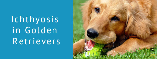 Ichthyosis in Golden Retrievers